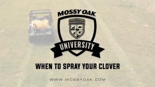 'When To Spray Your Clover Food Plots'