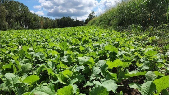 'Food Plots are Overrated (well, sort of)'