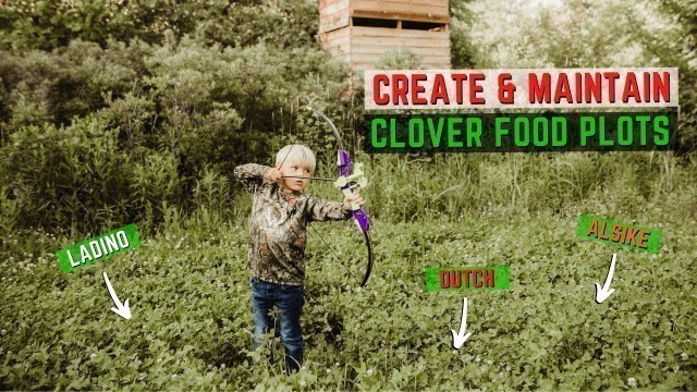 'How To Plant Clover Food Plots'