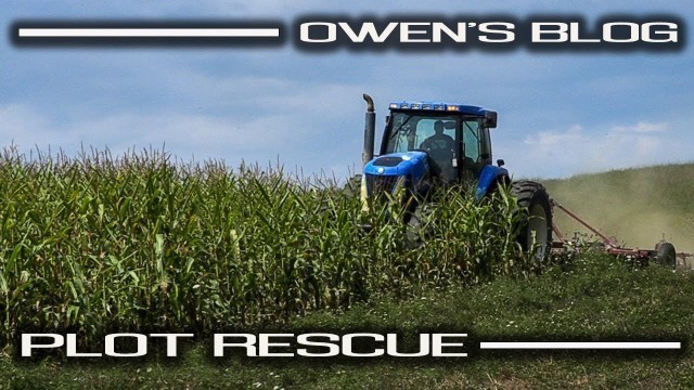 'How to Rescue Failing Food Plots | Owen’s Blog'