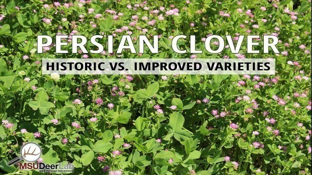 'Clover Varieties Matter in Food Plots: Historic vs. Improved Persian Clover'