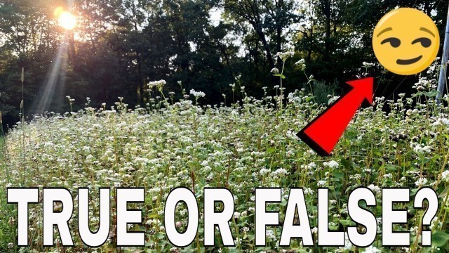 'Planting Spring/Summer Food Plots Is A Waste Of Time? 