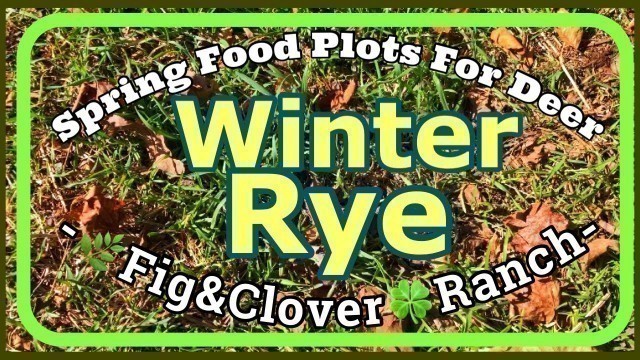 'Spring Food Plots for Deer - Winter Rye'