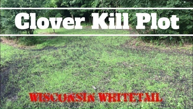 'Ladino White Clover Food Plot - Small Clover Kill Plots'