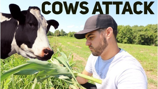 'Cows Attack My Food Plots  S9  #28'