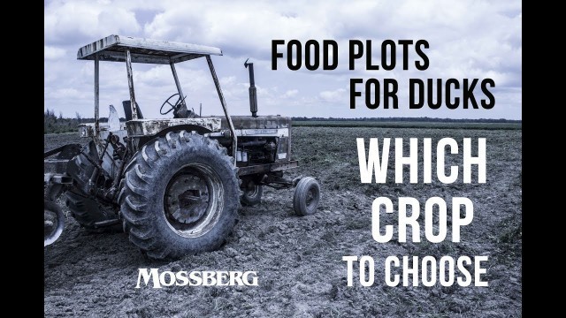 'Food Plots For Ducks: Choosing The Right Crop'