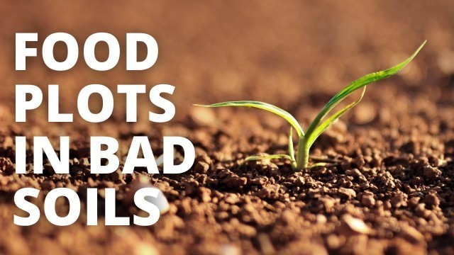 'How To Plant Food Plots Into Bad Soils'