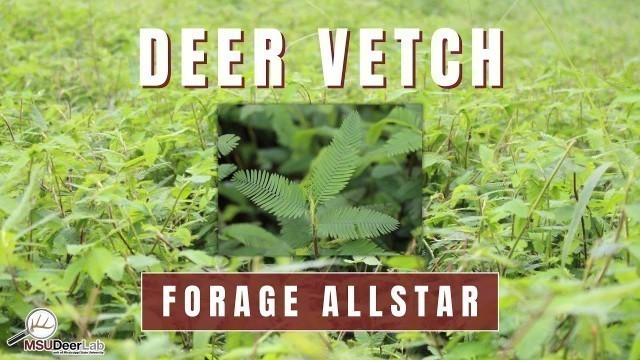 'Deer Vetch for Your Warm Season Food Plots'