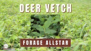 'Deer Vetch for Your Warm Season Food Plots'