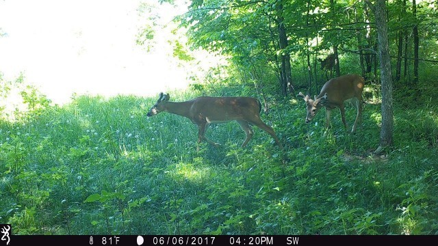 'How Bucks Use Wind Around Small Food Plots'