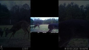 '2 BUCKS SPARRING IN FOOD PLOT! #short #shorts #youtubeshorts #shortsfeed'