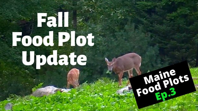 'Fall Food Plot Update | Maine Food Plots Ep.3'