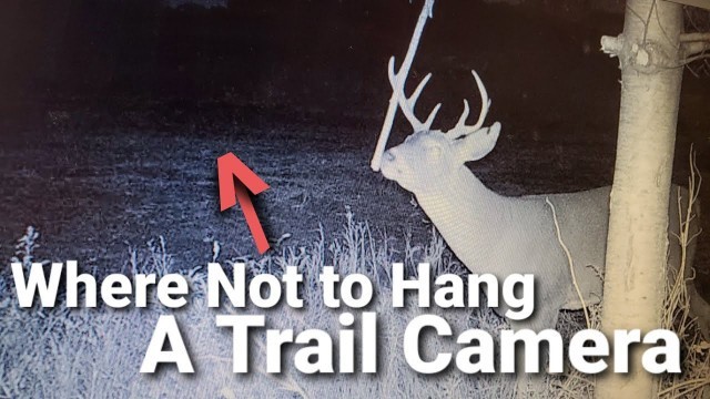 'Trail Cameras and Food Plots'