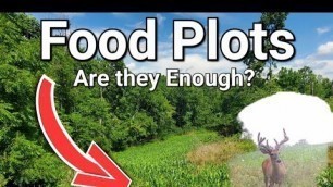 'Whitetail Food Plots in a Drought Year!'