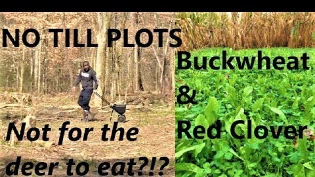 'Spring Food Plots! Buckwheat and Clover (Preparing for fall)'