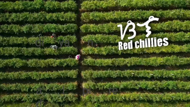 'Harvesting spicy red chillies under the sun! | Making SUPER spicy Filipino food 