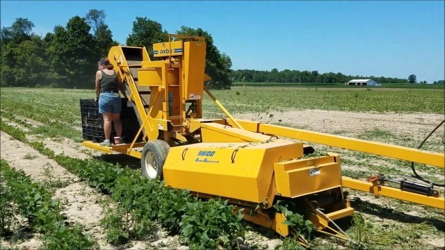 'Community Harvest Food Bank Green Beans - Gleaning - Preserving Video - Shared Harvest Farm'