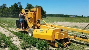 'Community Harvest Food Bank Green Beans - Gleaning - Preserving Video - Shared Harvest Farm'