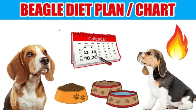 'Beagle Diet plan / In Hindi / Beagle Diet chart'