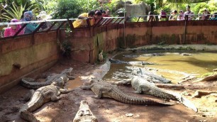 'crocodiles eating chicken'