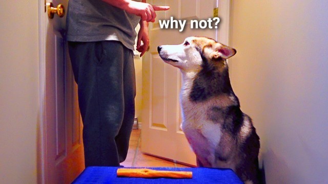 'Testing My Dog’s Patience: Leaving Loki Alone With His Favorite Food!'