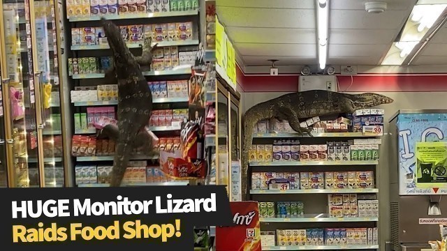 'HUGE monitor lizard raids supermarket in search of food'