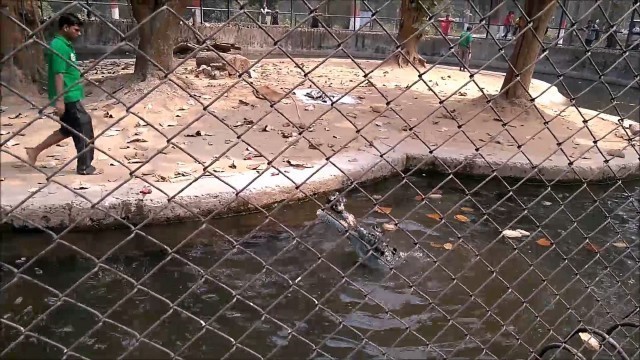 'Indian Zoo Gharial & Crocodile Food Feeding'