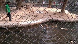 'Indian Zoo Gharial & Crocodile Food Feeding'