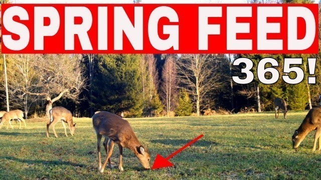 'ABOSOLUTE BEST Spring Food Plot For Deer 