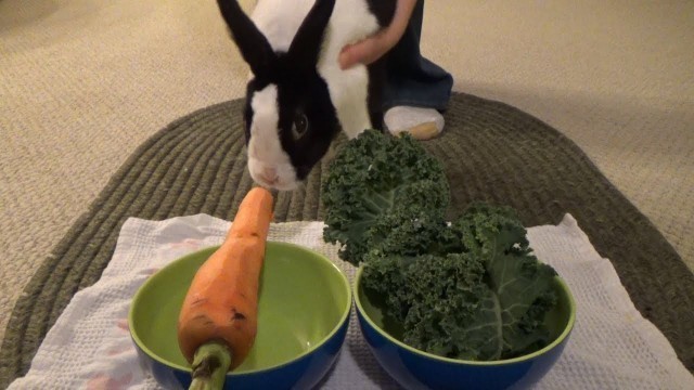 'What is a rabbit\'s favorite food? Kale or Carrot?'