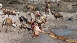 'A crocodile Snatch food of 20 Wild Dogs - BIG BATTLE of Crocodile vs Wild Dogs'