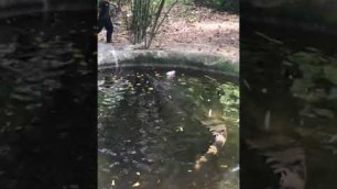 'Freshwater crocodile feeding at zoo negara'