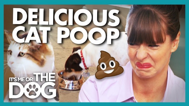 'Cat Poop and Trash are This Dog\'s Favorite Food! | It\'s Me or The Dog'