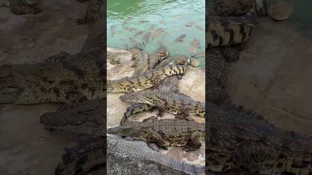 'Amazing with Crocodile ! Feeding Crocodile in farm EP # 29'