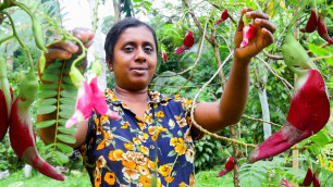 'healthy village foods /special hummingbird tree flowers recipe / village kitchen  recipe /sri lanka'