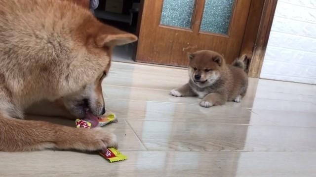 'Such a delicious food must not be shared to others, even her own children.'