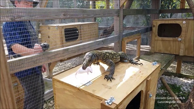 'Feeding Bill the crocodile monitor'