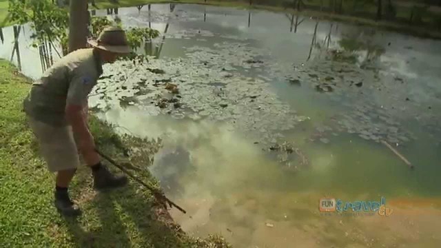 '15 foot Hungry Crocodile vs Man with Food, Australia Queensland'