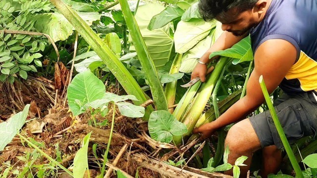 'kiri Ala recipes  :  amazing healthy  Sri lankan food  Cooking by village boy and mother , කිරි අල'