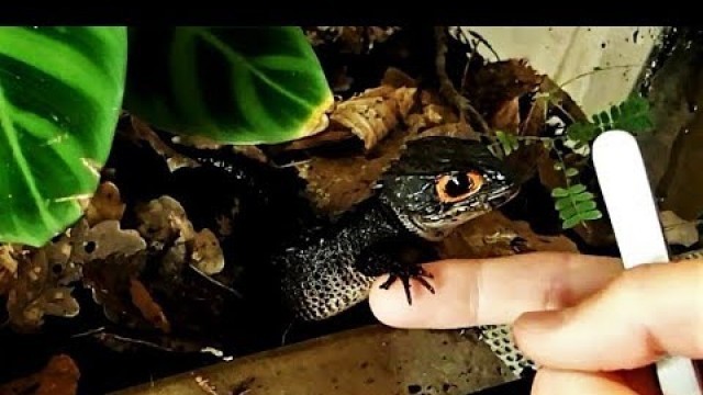 'Tame Red-Eyed Crocodile Skink Feeding (Tribolonotus gracilis) || Zahmer Rotaugen-Helmskink'