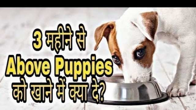 '3 Months above Puppies Home food in hindi#Doguniquecafe'