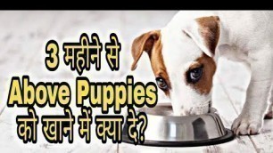 '3 Months above Puppies Home food in hindi#Doguniquecafe'