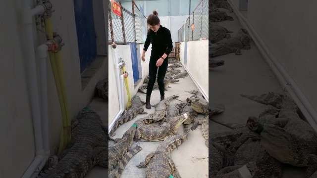 'Group of crocodiles in Crocodile farm , Give food to them, This is my work every day 21'