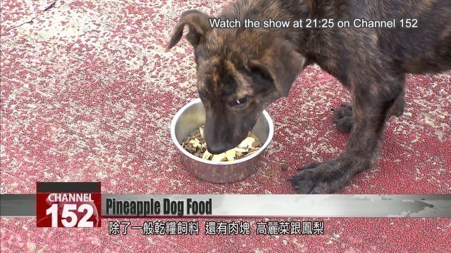 'Pineapple-infused dog food recipe shared by Banqiao Animal House chef'