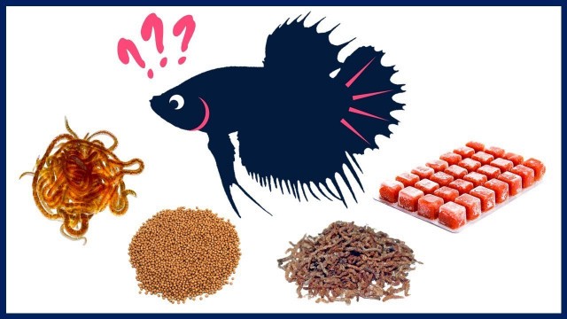 'What Is the Best Food for Betta Fish?'