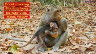 'Lovely mom monkey Vistary | Besides giving the best nursing, she shared food to her son peacefully'