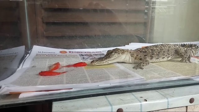 'My Saltwater Crocodile ( Crocodylus porosus ) Live Feeding'