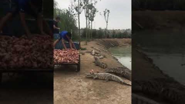 'Amazing Crocodiles ! Give food to crocodiles, Group of crocodiles in Crocodile farm # 97'