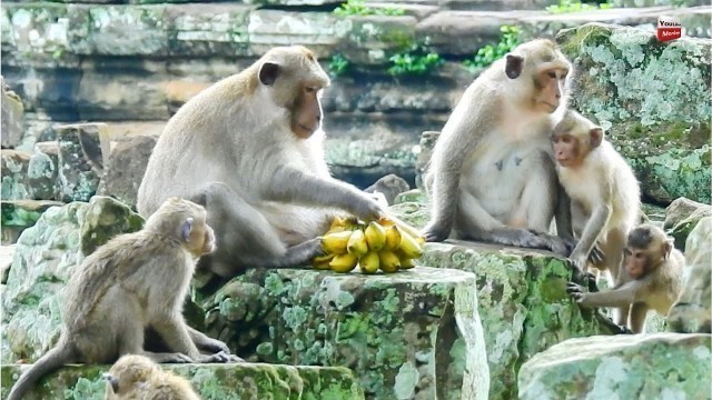 'HEART SADNESS, WHY KING FELIX AND SKIPPY NOT SHARED FOOD TO ALL BABIES, VERY HUNGRY, PITY SMALL..'