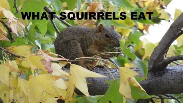 'What do Squirrels Eat ~ Squirrel Food ~ Squirrels Eating ~ Backyard Nature Shared'